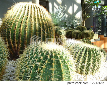 cactus, cacti, cactu 2218644