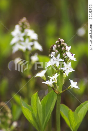 Mitsugasywa (20050508_0020) 2219263