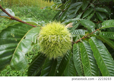 IGAGURI（20050925_015） 2219283