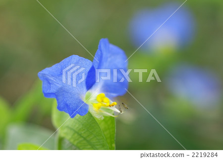 Tsukushi（20050925_030） 2219284