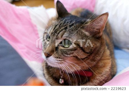 mixed-breed, orange tabby, tabby cat 2219623