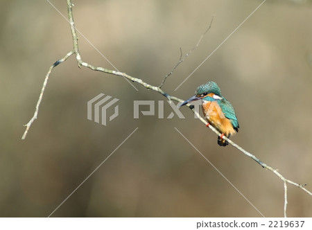 Kingfisher Kingfisher 2219637