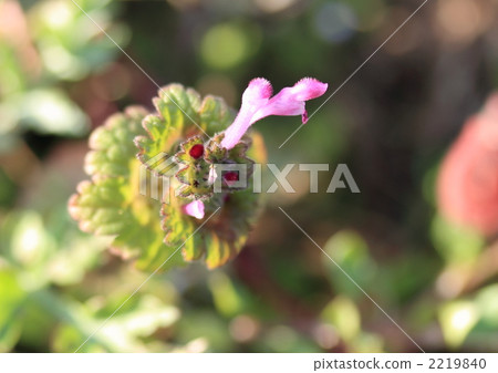 寶蓋草 唇形花 花朵 2219840