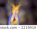 Ribbon eel, rhinomuraena quaesita, bernis eel 2219910