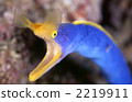 moray, moray eel, intimidation 2219911
