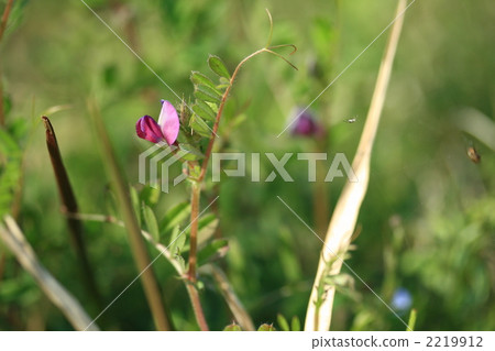 vetch, common vetch, vicia sativa 2219912