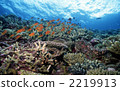 crimson sea bream, fish, side 2219913