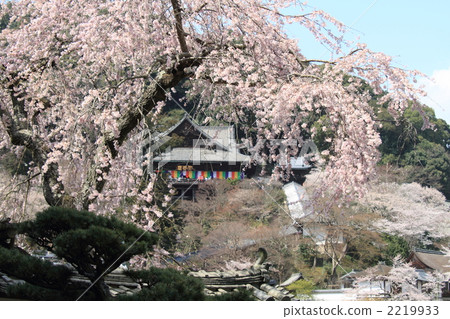 cherry blossom, light rainbow, sakurai city 2219933