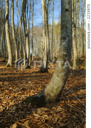 Beech forest spring Beech forest spring 2219970