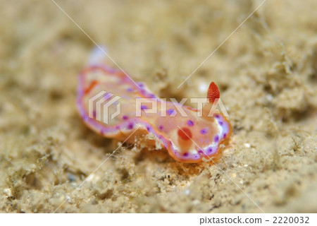 Mikado Umizushi 2220032