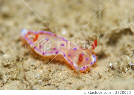 Mikado Umizushi 2220033