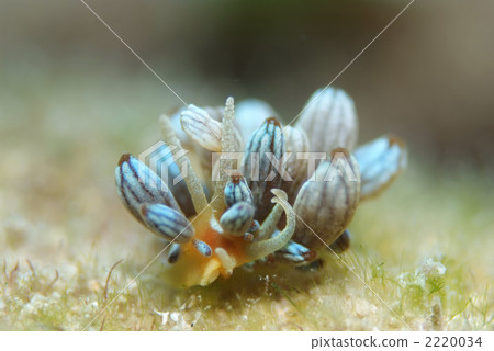 杜鵑花杜鵑 2220034