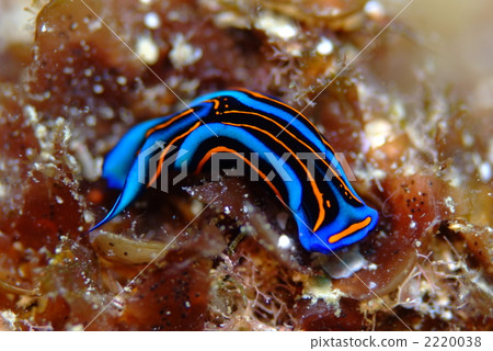 NISHIKI Swallow Guy 2220038