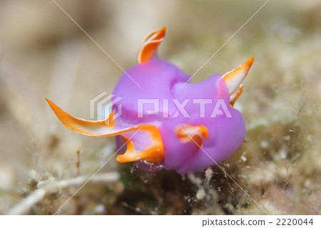 Murasaki lantern Murasaki lantern 2220044