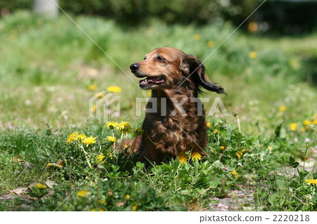 Dandelion and dog 2220218
