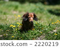 Dandelion and dog 2220219