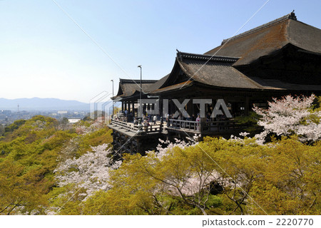 Cherry blossoms in Kiyomizu Temple 2220770