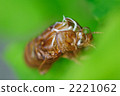 蟬殼 2221062