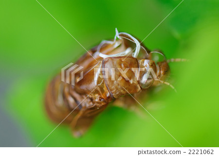 蟬殼 蟬殼 2221062