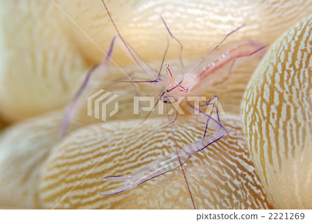 泡泡珊瑚蝦 2221269