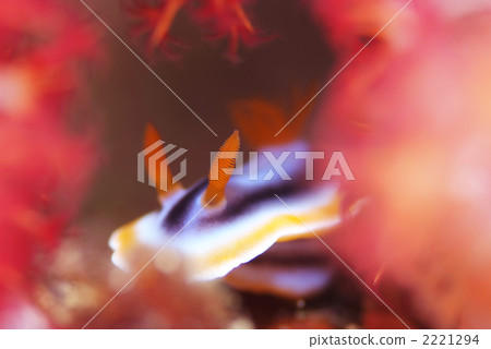 Shirette海膽 Shirette海膽 2221294