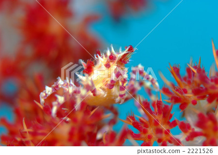 Isocompace豌豆 Isocompace豌豆 2221526