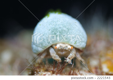 Yukinoko Bunshi 2221543