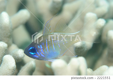 Threadfin cardinalfish 2221551