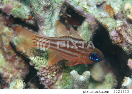 Hila tendekai 2221553