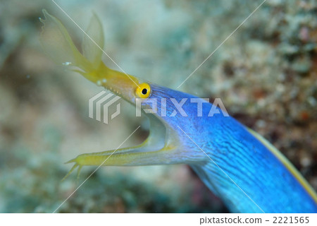 哈娜甲蟲 哈娜甲蟲 2221565