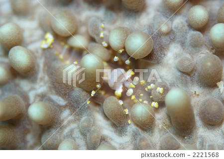 海葵毛蟲 2221568