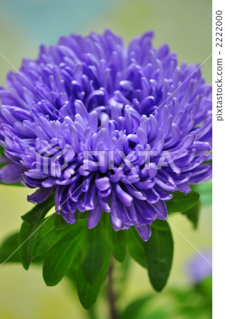 Blue violet Aster 2222000