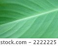Leaf vein 2222225