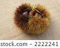 Chestnut  2222241