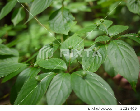 高雄聖Hanaikada 2222406