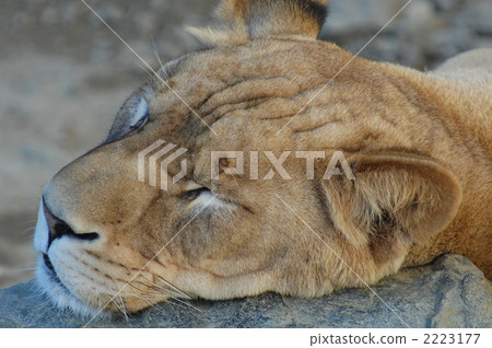 lioness, terrestrial animal, wild animal 2223177