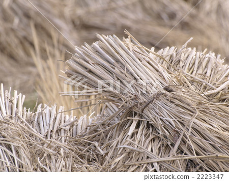 straw, grain, kanto 2223347
