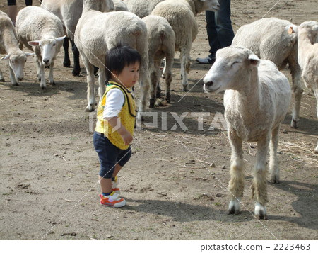 baby, infant, sheep 2223463