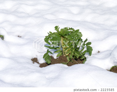 Daikon in the snow Daikon in the snow 2223585