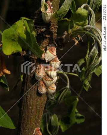 Cotton candy 2223792