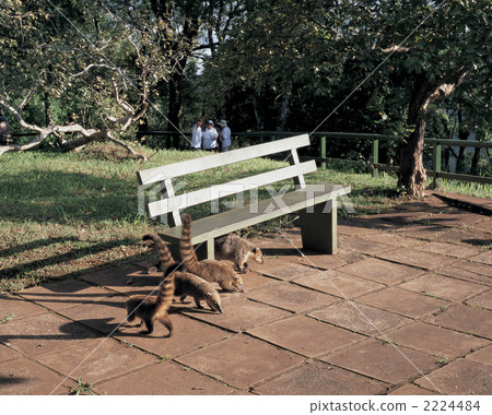 raccoon raccoon 2224484