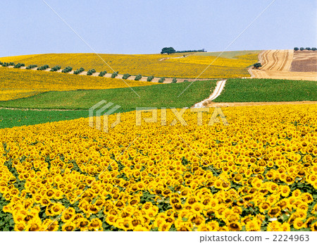 Andalusian sunflower field Andalusian sunflower field 2224963