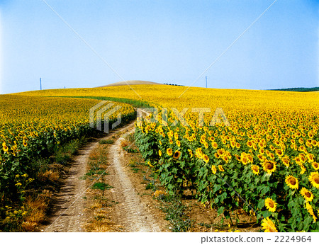 Andalusian sunflower field Andalusian sunflower field 2224964
