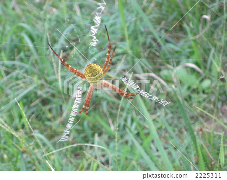Spiders waiting for prey 2225311
