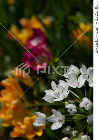 White allium and yellow · pink FREESIA 2225393