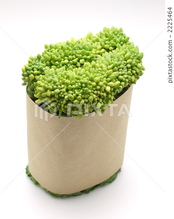 強姦開花 2225464