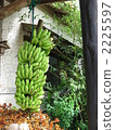 Island Banana 2225597
