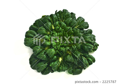 terrhinoceros, chinese vegetables, variety 2225787