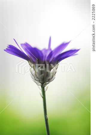 katananke, bloom, blossom 2225869