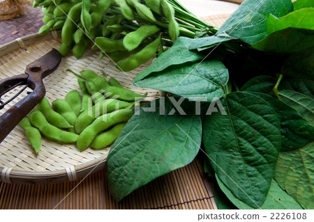 毛豆用葉子 2226108